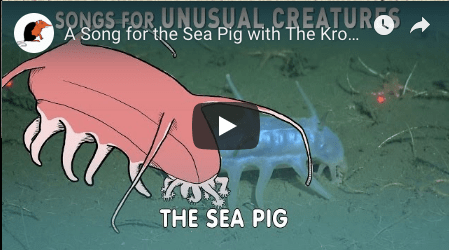 sea-pig
